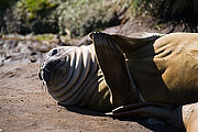 Picture 'Ant1_1_1083 Elephant Seal, Godthul, South Georgia, Antarctica and sub-Antarctic islands'